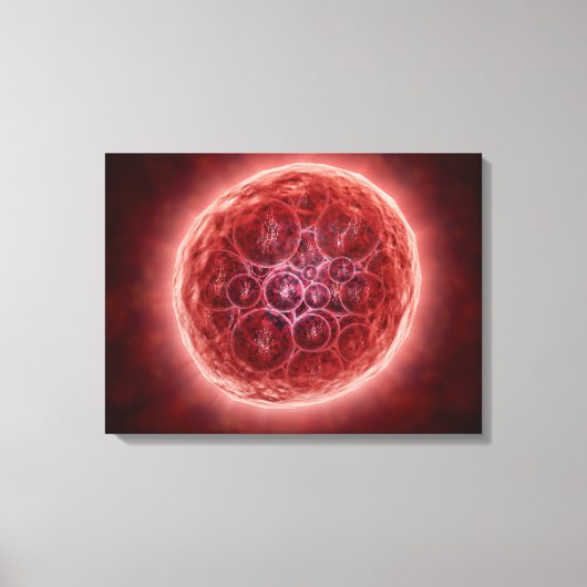 Cluster von Blastomeres, das eine Morula bildet Leinwanddruck (Vorderseite)