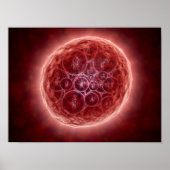 Cluster von Blastomeres, das eine Morula bildet Poster (Vorne)