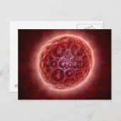 Cluster von Blastomeres, das eine Morula bildet Postkarte (Vorne/Hinten)