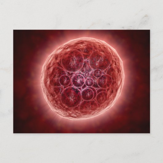 Cluster von Blastomeres, das eine Morula bildet Postkarte (Vorderseite)