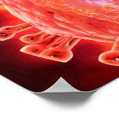 Cluster von HIV-Virus 1 Poster (Ecke)