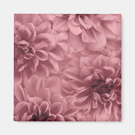 Cluster von Light Mauve Dahlia-Blume Magnet (Vorne)