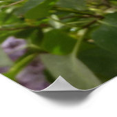Cluster von Lilac Blossoms Frühlingsblumen Poster (Ecke)