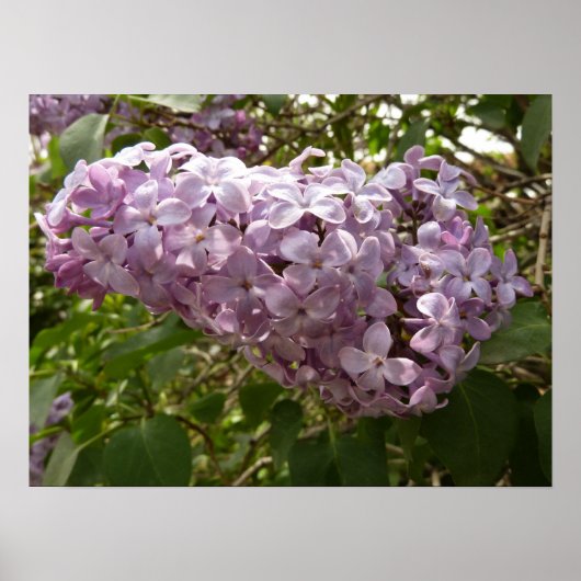 Cluster von Lilac Blossoms Frühlingsblumen Poster (Vorne)