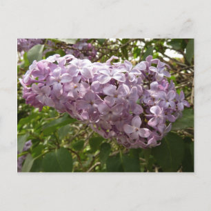 Cluster von Lilac Blossoms Frühlingsblumen Postkarte