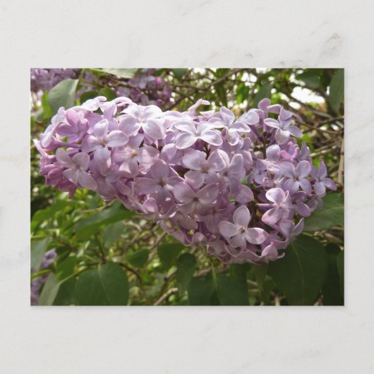 Cluster von Lilac Blossoms Frühlingsblumen Postkarte (Vorderseite)