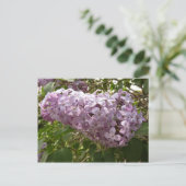 Cluster von Lilac Blossoms Frühlingsblumen Postkarte (Stehend Vorderseite)