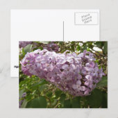 Cluster von Lilac Blossoms Frühlingsblumen Postkarte (Vorne/Hinten)