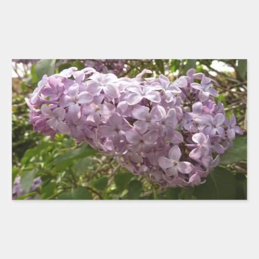 Cluster von Lilac Blossoms Frühlingsblumen Rechteckiger Aufkleber (Vorderseite)