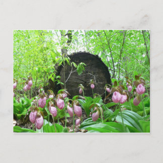 Cluster von Pink Lady Slippers Postkarte