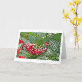 CLUSTER VON ROTEN PENTAS LANCEOLATA/STAR-BLUME KARTE (Gelbe Blume)