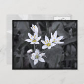 Cluster von Wildblumen Makro-Foto Postkarte (Vorne/Hinten)