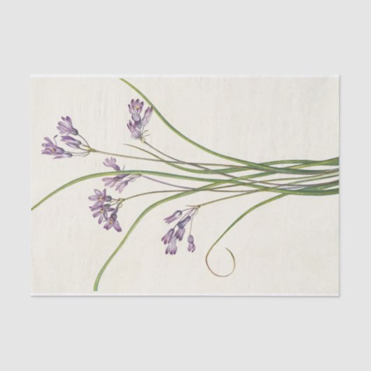 Clusterlilie von Mary Vaux Walcott Seidenpapier (Vorderseite)