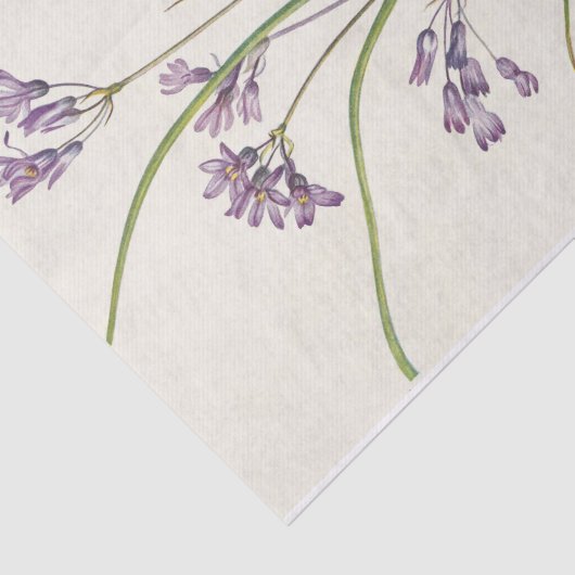 Clusterlilie von Mary Vaux Walcott Seidenpapier (Ausschnitt)