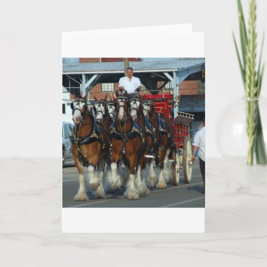 Clydesdale 6 horse hitch karte (Vorderseite)