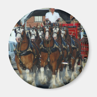 Clydesdale 6 magnet