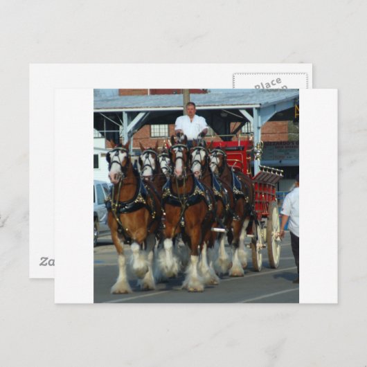 Clydesdale 6 Pferdeanhängevorrichtung Postkarte (Vorne/Hinten)