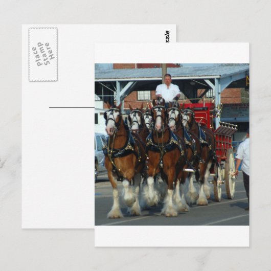 Clydesdale 6 postkarte (Vorne/Hinten)