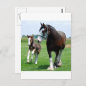 Clydesdale and Filly Postkarte (Vorne/Hinten)