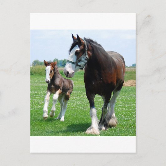Clydesdale and Filly Postkarte (Vorderseite)