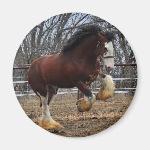 Clydesdale Bolzen-Coltbetrieb Magnet