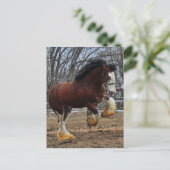 Clydesdale Bolzen-Coltbetrieb Postkarte (Stehend Vorderseite)