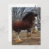 Clydesdale Bolzen-Coltbetrieb Postkarte (Vorne/Hinten)