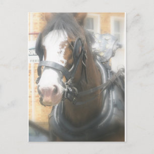 Clydesdale-Braunes-Pferd-Postkarte Postkarte