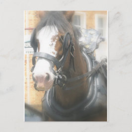 Clydesdale Brown Horse Postkarte