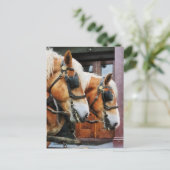 Clydesdale Closeup Postkarte (Stehend Vorderseite)
