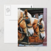 Clydesdale Closeup Postkarte (Vorne/Hinten)