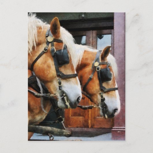 Clydesdale Closeup Postkarte (Vorderseite)