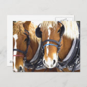 Clydesdale Entwurf Pferde Postkarte (Vorne/Hinten)