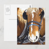 Clydesdale Entwurf Pferde Postkarte (Vorne/Hinten)