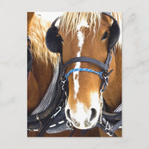 Clydesdale Entwurf Pferde Postkarte