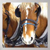 Clydesdale Entwurf Pferdeposter drucken Poster (Vorne)