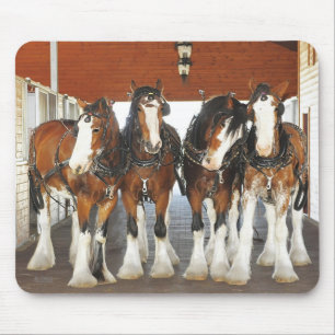 Clydesdale Entwurfs-Pferde in der Scheune Mousepad
