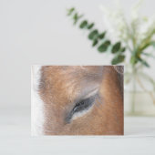 Clydesdale Eye Postkarte (Stehend Vorderseite)