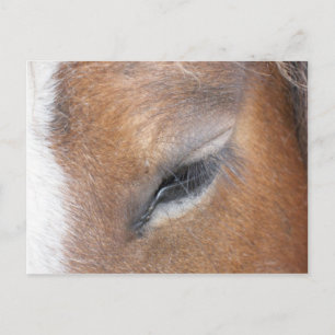 Clydesdale Eye Postkarte