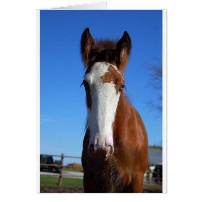 Clydesdale filly (Vorne)