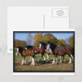 Clydesdale-Gruppe Postkarte (Vorne/Hinten)