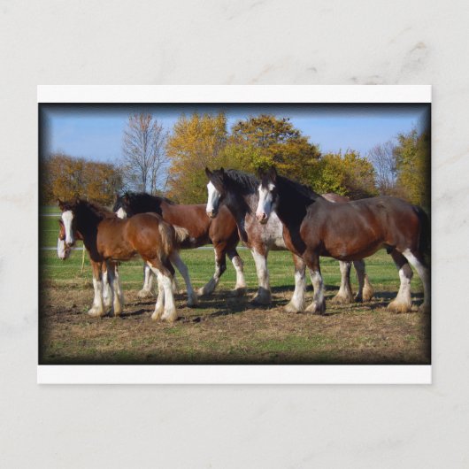 Clydesdale-Gruppe Postkarte (Vorderseite)