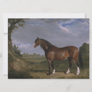 Clydesdale-Hengst (Englisches Vollblutpferd) (Tier Karte