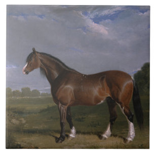 Clydesdale Hengst (Vollblutpferd) (Tier) Fliese