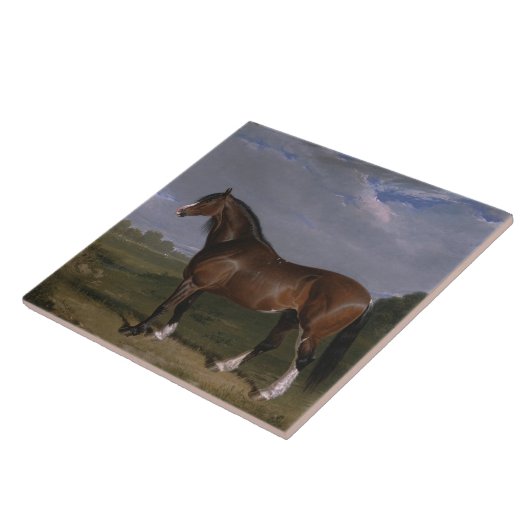 Clydesdale Hengst (Vollblutpferd) (Tier) Fliese (Seite)