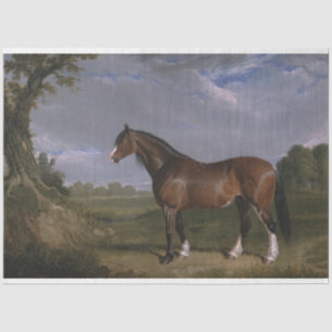 Clydesdale Hengst (Vollblutpferd) (Tier) Seidenpapier