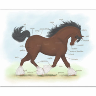 Clydesdale Horse Educational Equine Anatomic Aufkleber