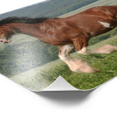 Clydesdale Horse Fotodruck (Ecke)