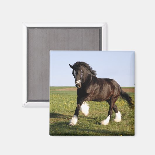 Clydesdale Horse Magnet (Vorderseite/Rückseite)