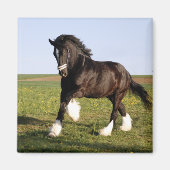 Clydesdale Horse Magnet (Vorne)